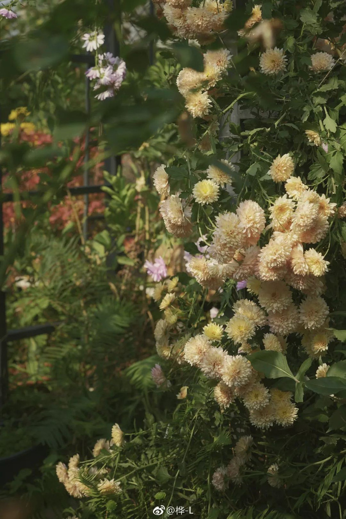 Khu vườn dịu dàng nét xuân, trăm hoa đua nở trên sân thượng 88m² của bà mẹ hai con - Ảnh 28.