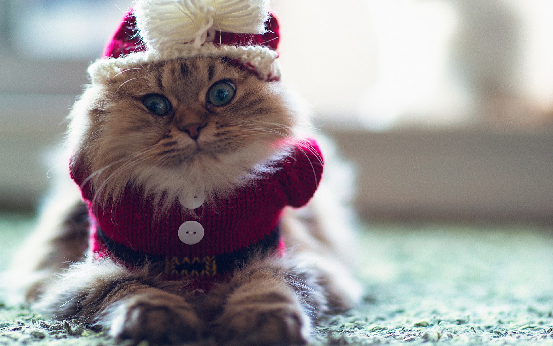 Gợi ý những món đồ Noel cho thú cưng đẹp và dễ thương - Ảnh 10.