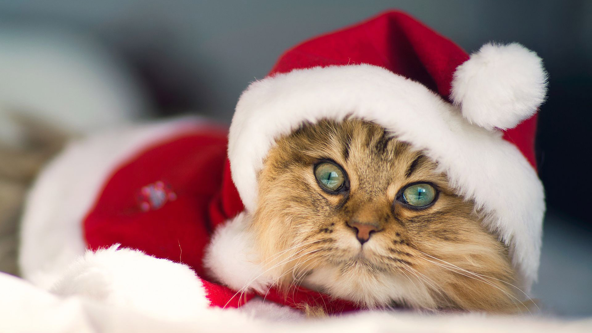 Gợi ý những món đồ Noel cho thú cưng đẹp và dễ thương - Ảnh 12.