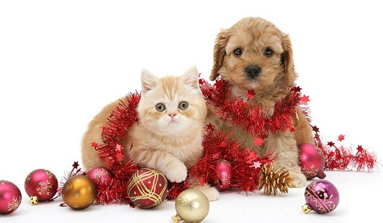 Gợi ý những món đồ Noel cho thú cưng đẹp và dễ thương - Ảnh 3.