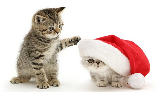 Gợi ý những món đồ Noel cho thú cưng đẹp và dễ thương - Ảnh 4.