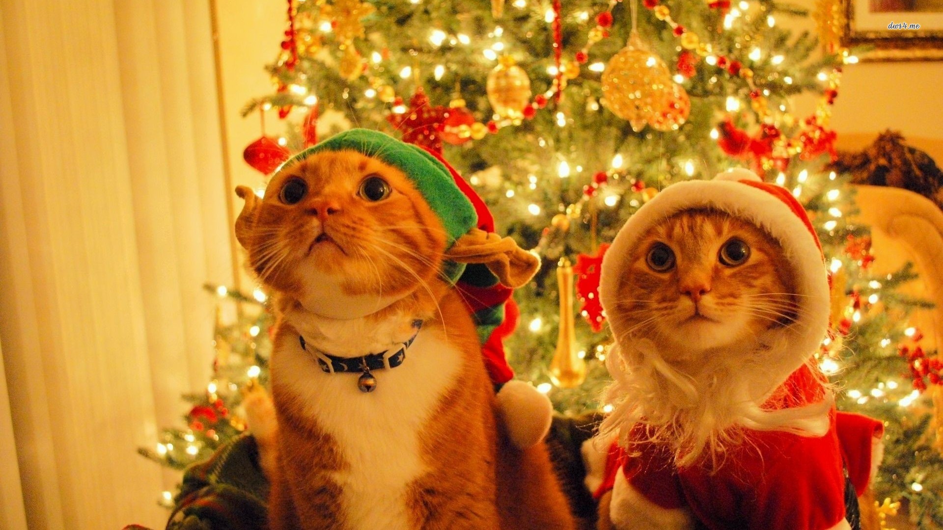 Gợi ý những món đồ Noel cho thú cưng đẹp và dễ thương - Ảnh 5.