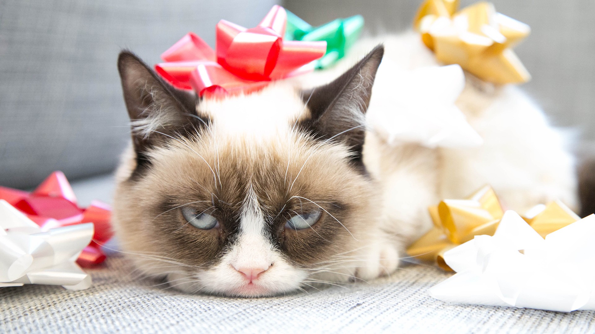 Gợi ý những món đồ Noel cho thú cưng đẹp và dễ thương - Ảnh 9.