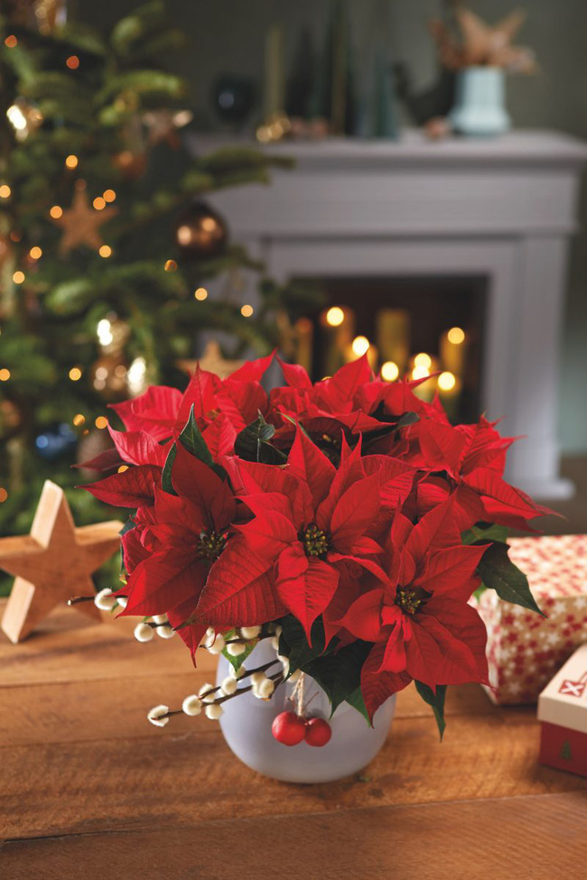 Ngoài cây thông còn có 5 loại cây khác rất hợp để trang trí Noel: Vừa xinh, rẻ lại cực dễ chăm - Ảnh 3.