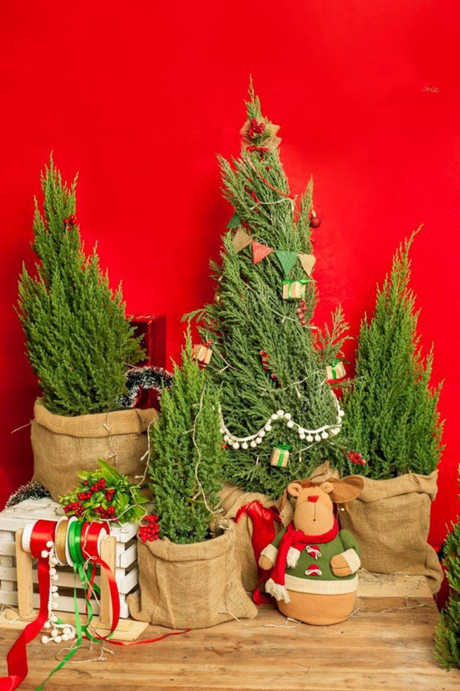 Ngoài cây thông còn có 5 loại cây khác rất hợp để trang trí Noel: Vừa xinh, rẻ lại cực dễ chăm - Ảnh 10.